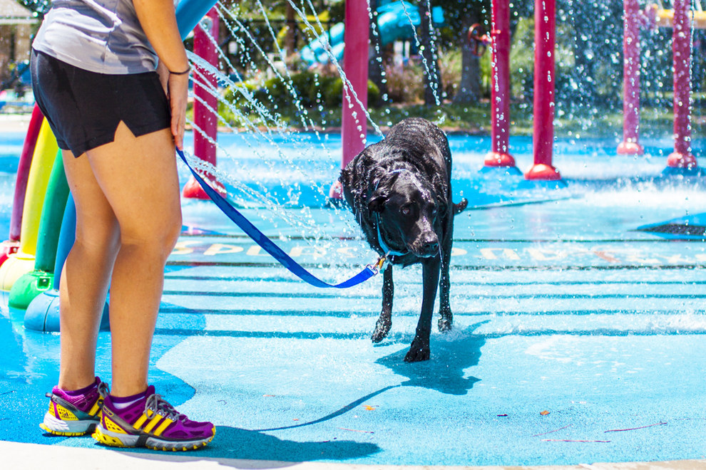 Сегодня я умер: последний счастливый день в жизни собаки больной раком последний день жизни Дюкей, Дюкей рак усыпили, последний счастливый день в жизни собаки, история Дюкей последний день