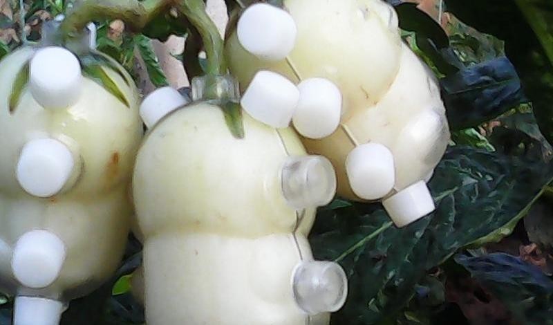 Пугающие груши, которые выглядят как настоящие младенцы груши выглядят как младенцы, пугающие детские груши, жуткие груши дети Китай