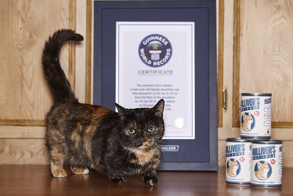 Книга рекордов Гиннесса 2015, участники книги рекордов гинесса 2014 