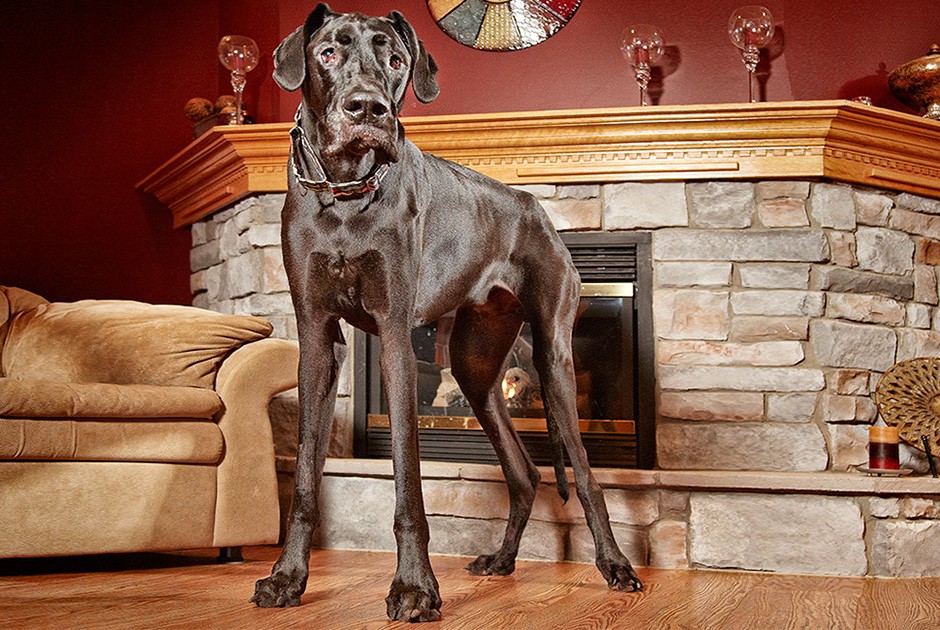 Книга рекордов Гиннесса 2015, участники книги рекордов гинесса 2014 