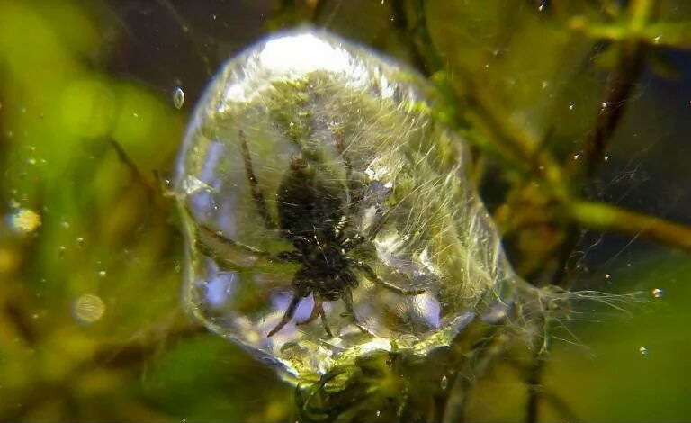 20 удивительных фотографий, которые вас поразят удивительные фотографии, фотографии которые поразят