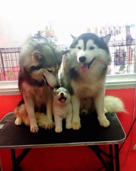 семейные портреты животных, семьи животных фото, фотогеничные животные