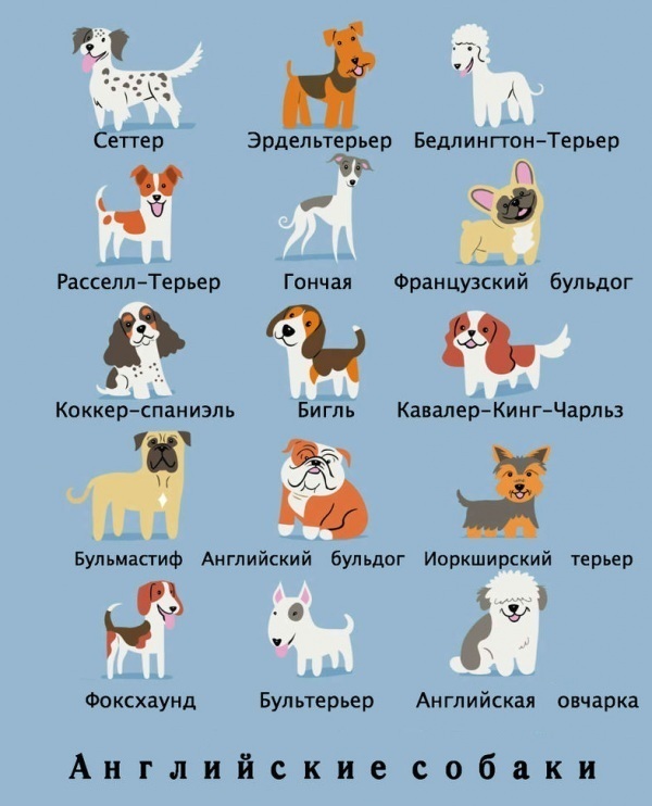 национальности собак, Лили Чин, Lili Chin, Собаки мира, Dogs Of The World