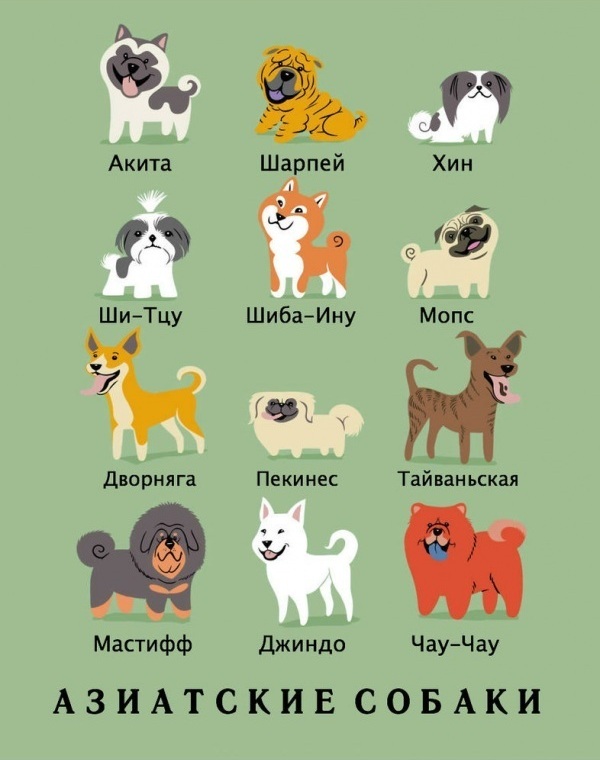 национальности собак, Лили Чин, Lili Chin, Собаки мира, Dogs Of The World