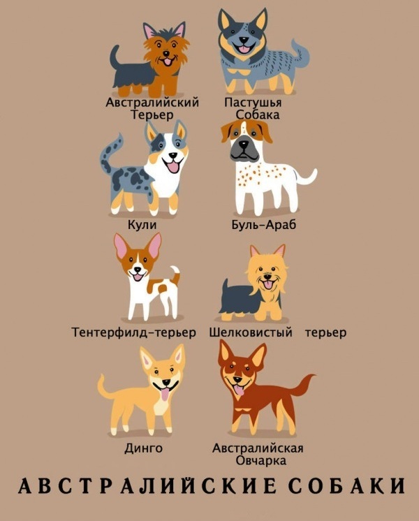 национальности собак, Лили Чин, Lili Chin, Собаки мира, Dogs Of The World