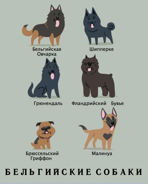 национальности собак, Лили Чин, Lili Chin, Собаки мира, Dogs Of The World