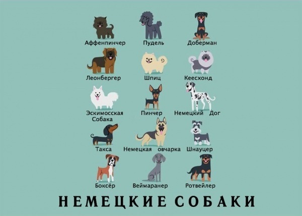 национальности собак, Лили Чин, Lili Chin, Собаки мира, Dogs Of The World