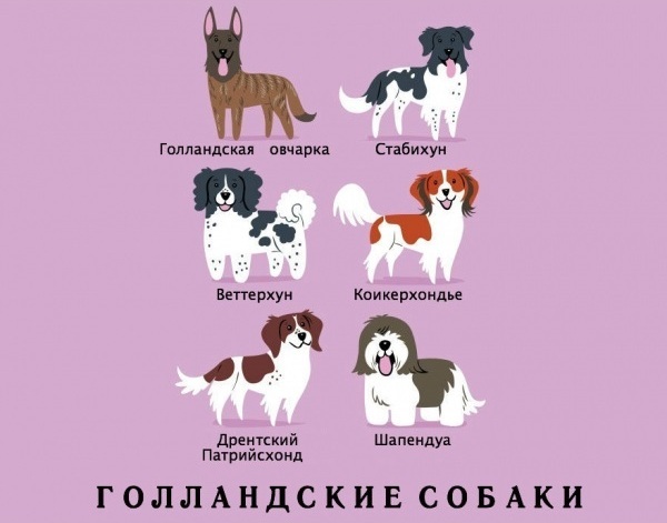 национальности собак, Лили Чин, Lili Chin, Собаки мира, Dogs Of The World