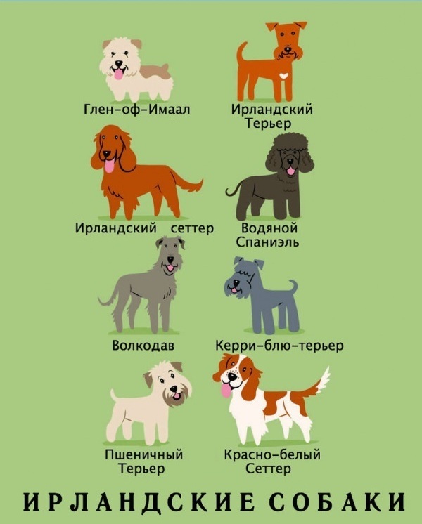 национальности собак, Лили Чин, Lili Chin, Собаки мира, Dogs Of The World
