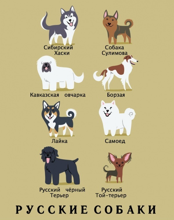 национальности собак, Лили Чин, Lili Chin, Собаки мира, Dogs Of The World