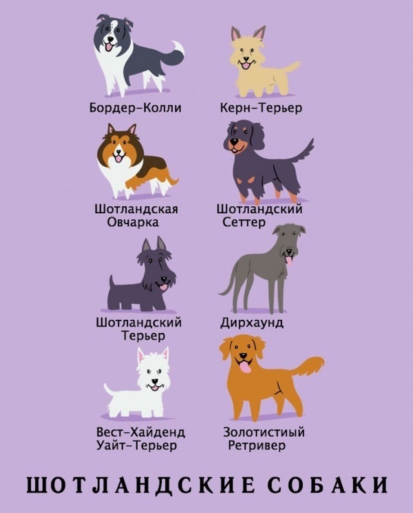 национальности собак, Лили Чин, Lili Chin, Собаки мира, Dogs Of The World