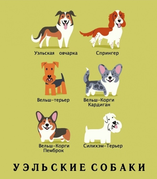 национальности собак, Лили Чин, Lili Chin, Собаки мира, Dogs Of The World