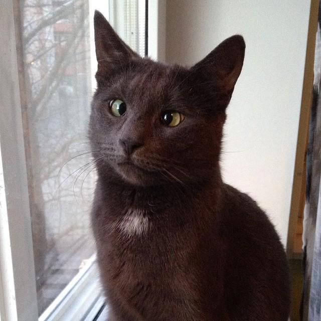 косоглазые коты, смешные коты