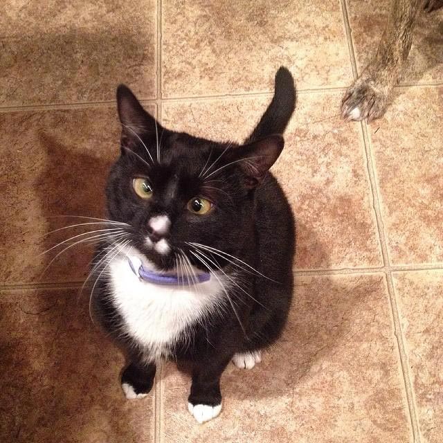 косоглазые коты, смешные коты