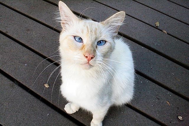 косоглазые коты, смешные коты