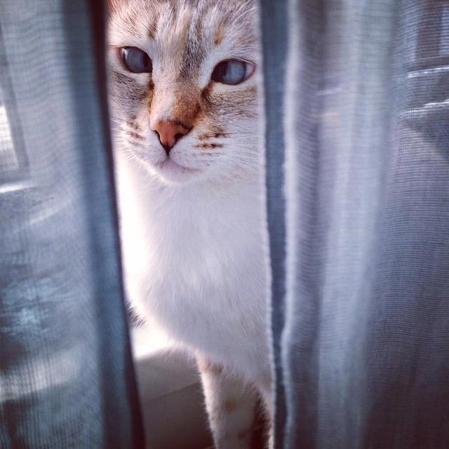 косоглазые коты, смешные коты