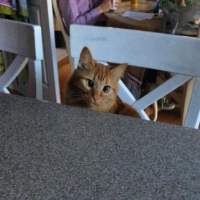 косоглазые коты, смешные коты