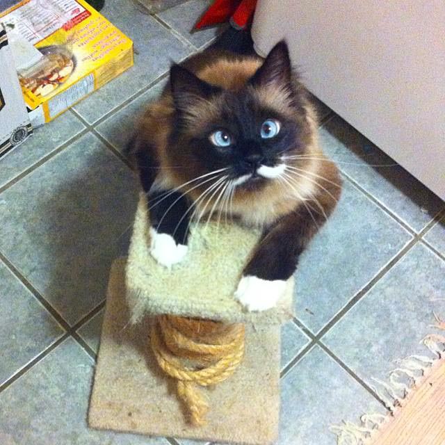 косоглазые коты, смешные коты