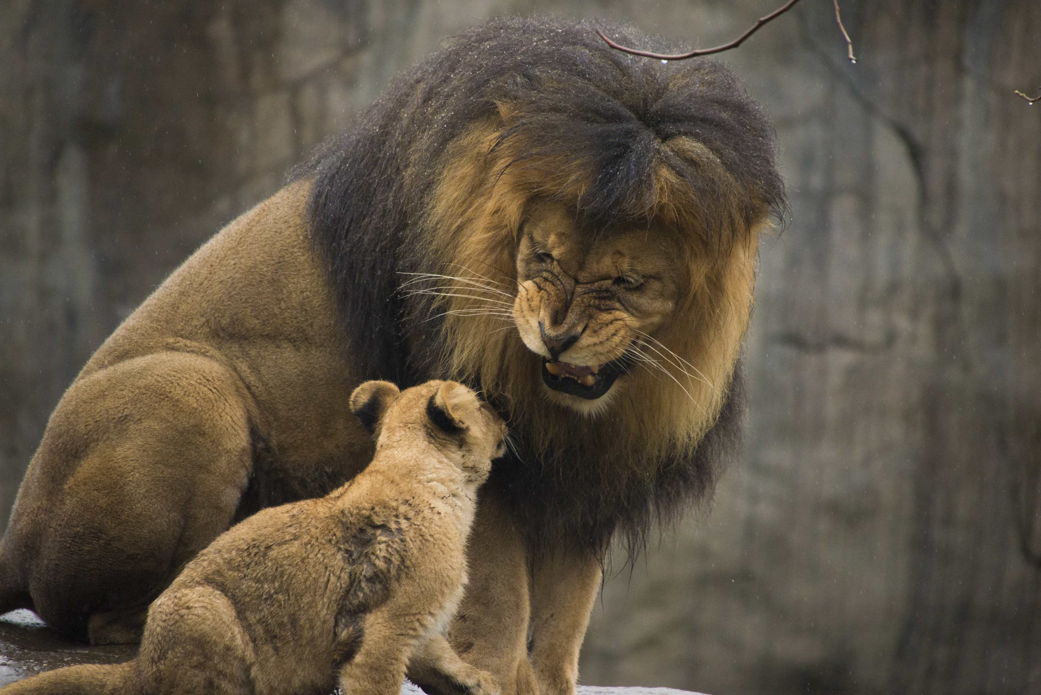 Отец лев дочь лев. Лев и Львенок. Лев и львица. Львица и Львенок. Детеныш Льва.