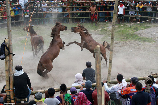 Запрещенные лошадиные бои на Филиппинах лошадиные бои, на Филлипинах, запрещенные бои
