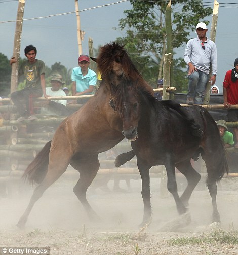 Запрещенные лошадиные бои на Филиппинах лошадиные бои, на Филлипинах, запрещенные бои