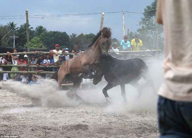 Запрещенные лошадиные бои на Филиппинах лошадиные бои, на Филлипинах, запрещенные бои