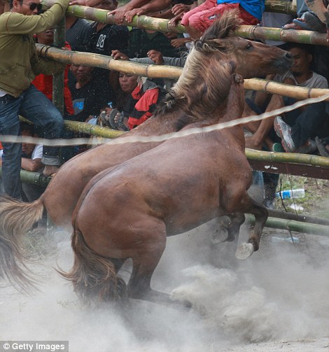 Запрещенные лошадиные бои на Филиппинах лошадиные бои, на Филлипинах, запрещенные бои