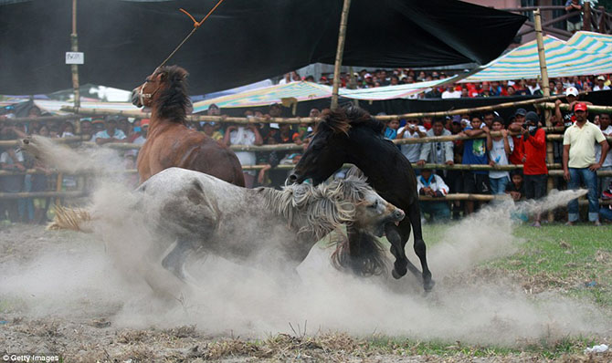 Запрещенные лошадиные бои на Филиппинах лошадиные бои, на Филлипинах, запрещенные бои