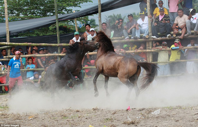 Запрещенные лошадиные бои на Филиппинах лошадиные бои, на Филлипинах, запрещенные бои