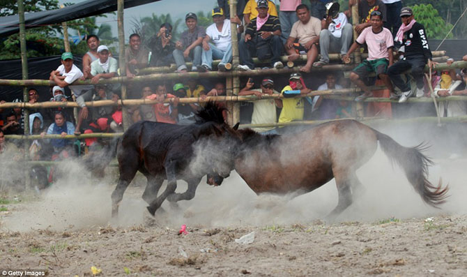 Запрещенные лошадиные бои на Филиппинах лошадиные бои, на Филлипинах, запрещенные бои
