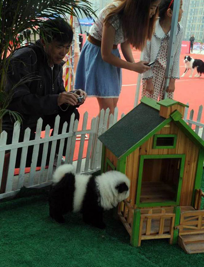 чау-чау окрашены в панды, щенки чау-чау перекрашены в панду, окрас собак под панду