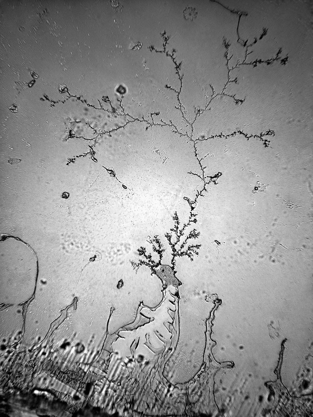 Как меняется структура наших слез, в зависимости от повода, по которому мы плачем структура слез, топография слез, rose-lynn fishe,