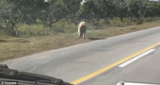 свинья сбежала из грузовика, свинья грузовик бойня, свинья спрыгнула с грузовика