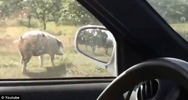 свинья сбежала из грузовика, свинья грузовик бойня, свинья спрыгнула с грузовика