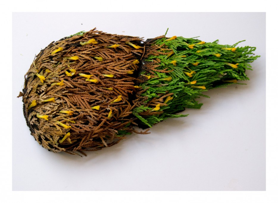 Внутренние органы человека, сделанные из растений от Камилы Карлоу внтуреннние органы из растений, органы человека из растения, Камила Карлоу Camila Carlow