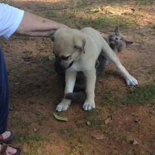 собаки и кошки вместе, смешное коты собаки, кошки собаки гифки, смешные животные