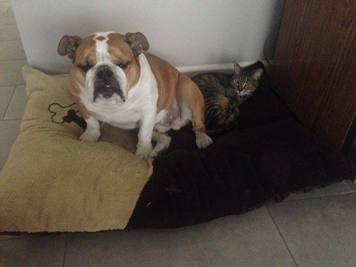 собаки и кошки вместе, смешное коты собаки, кошки собаки гифки, смешные животные