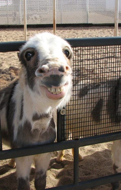 Жизнерадостные животные, которые заставят вас улыбнуться смеющиеся животные, собака улыбака, животные улыбаются