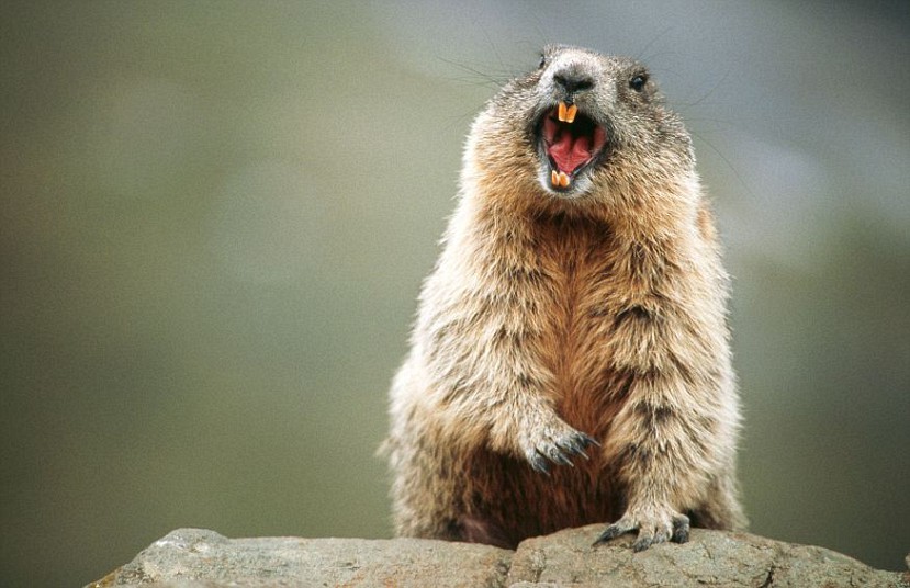 Жизнерадостные животные, которые заставят вас улыбнуться смеющиеся животные, собака улыбака, животные улыбаются