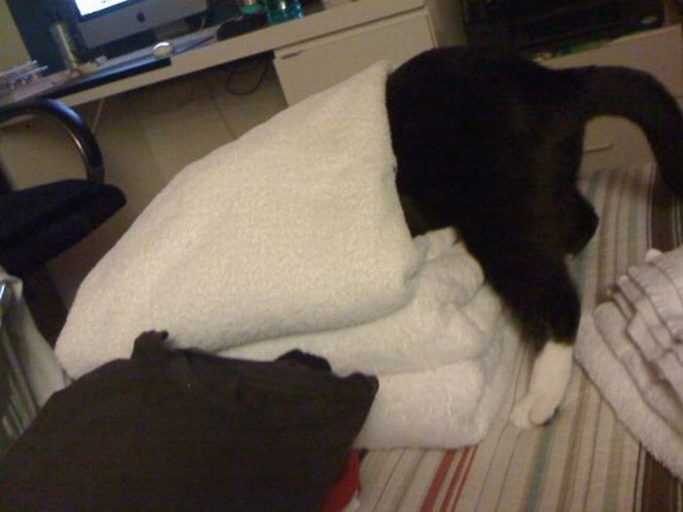 смешные кошки коты, кошки странные места поспать, коты неподходящие места прилечь, кошки выбирают место