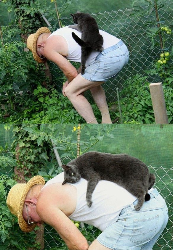 смешные кошки коты, кошки странные места поспать, коты неподходящие места прилечь, кошки выбирают место