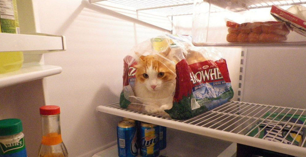 смешные кошки коты, кошки странные места поспать, коты неподходящие места прилечь, кошки выбирают место