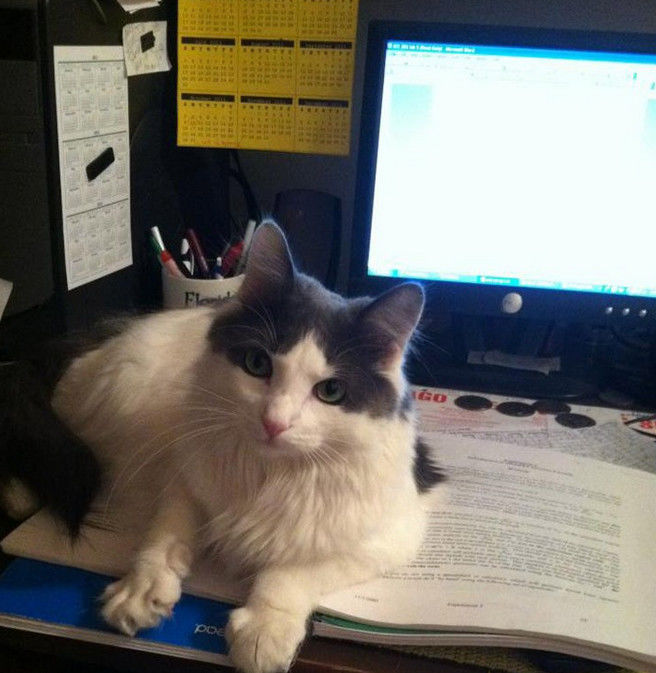 смешные кошки коты, кошки странные места поспать, коты неподходящие места прилечь, кошки выбирают место