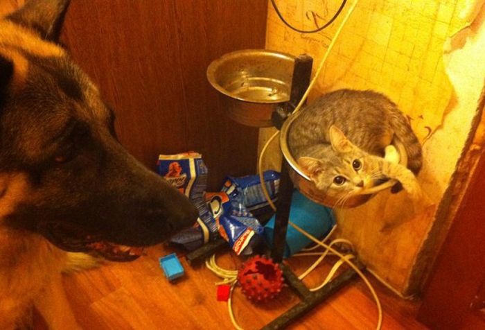 смешные кошки коты, кошки странные места поспать, коты неподходящие места прилечь, кошки выбирают место