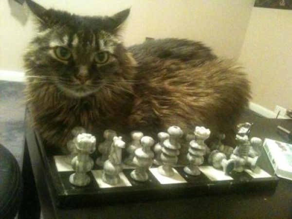 смешные кошки коты, кошки странные места поспать, коты неподходящие места прилечь, кошки выбирают место