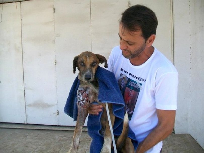 Спасение истощённой бродячей собаки, находящейся на волосок от смерти Уилсон Мартинс Коутиньо Wilson Martins Coutinho, спасение собаки, Флоренцо, собака личинки паразиты