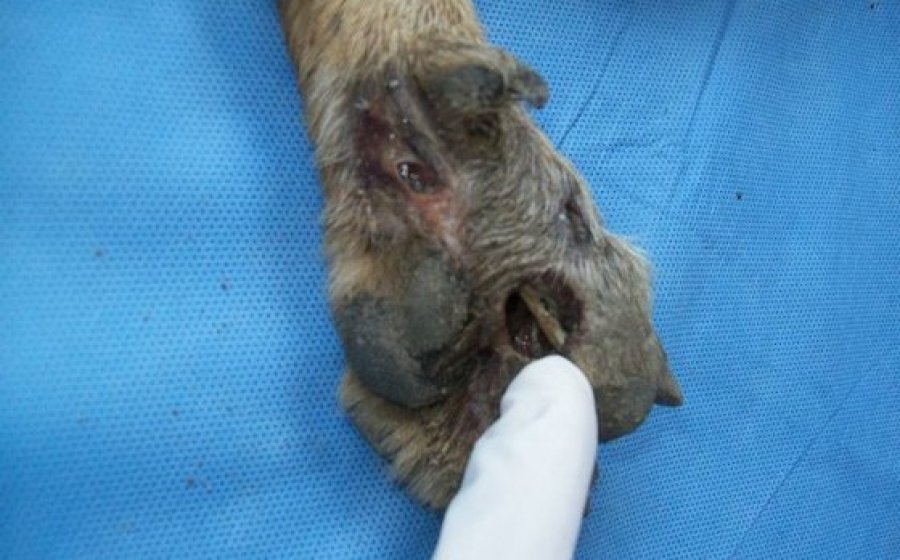 Спасение истощённой бродячей собаки, находящейся на волосок от смерти Уилсон Мартинс Коутиньо Wilson Martins Coutinho, спасение собаки, Флоренцо, собака личинки паразиты