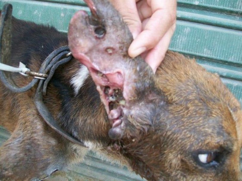 Спасение истощённой бродячей собаки, находящейся на волосок от смерти Уилсон Мартинс Коутиньо Wilson Martins Coutinho, спасение собаки, Флоренцо, собака личинки паразиты