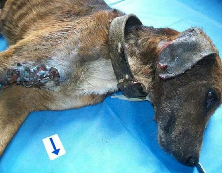 Спасение истощённой бродячей собаки, находящейся на волосок от смерти Уилсон Мартинс Коутиньо Wilson Martins Coutinho, спасение собаки, Флоренцо, собака личинки паразиты