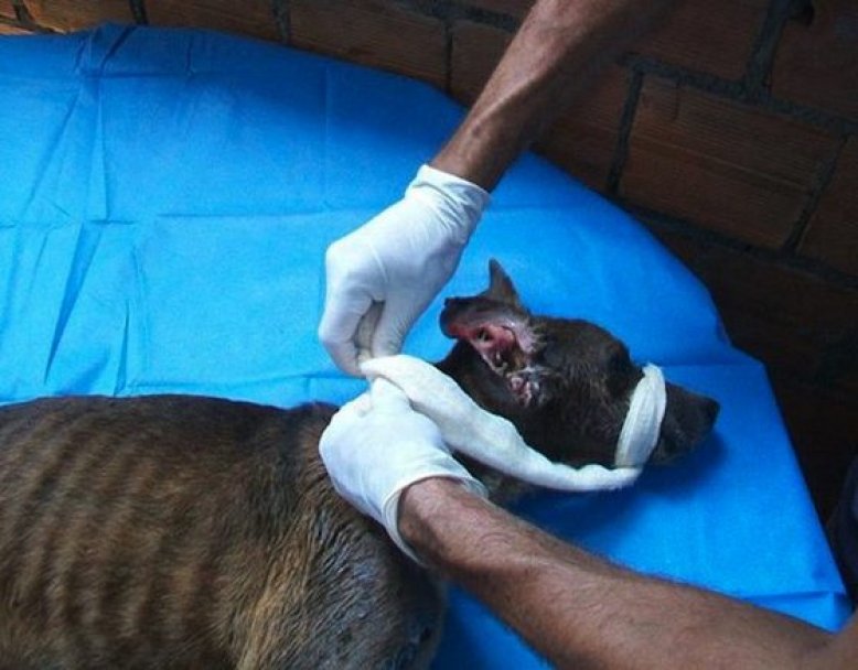 Спасение истощённой бродячей собаки, находящейся на волосок от смерти Уилсон Мартинс Коутиньо Wilson Martins Coutinho, спасение собаки, Флоренцо, собака личинки паразиты